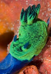 Miller's Nembrotha nudibranch snacking on one of its favo... by Erin Quigley 